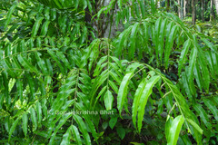 Stenochlaena palustris